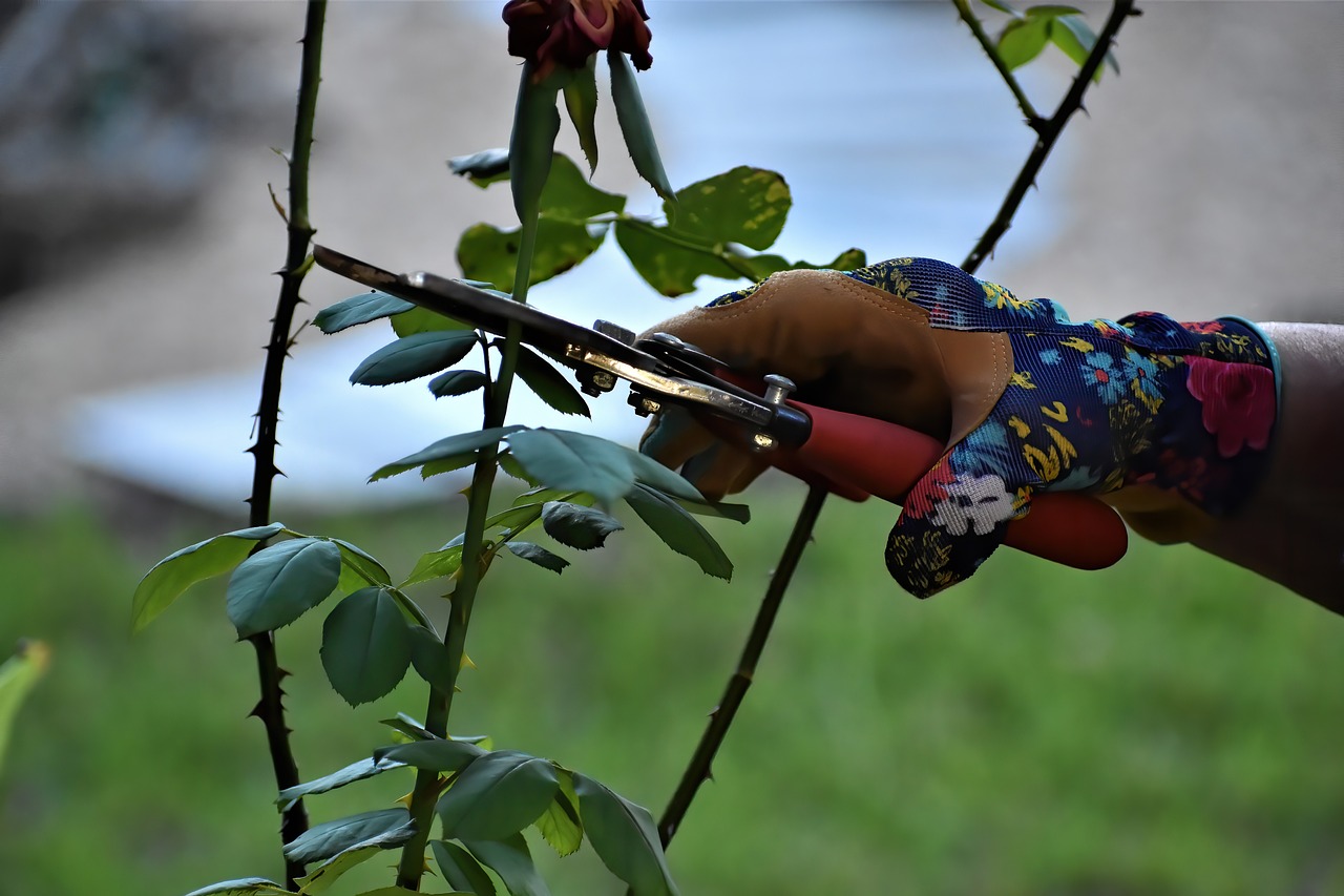 Tree Pruning